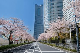 “さくら通り”過去の桜開花の様子