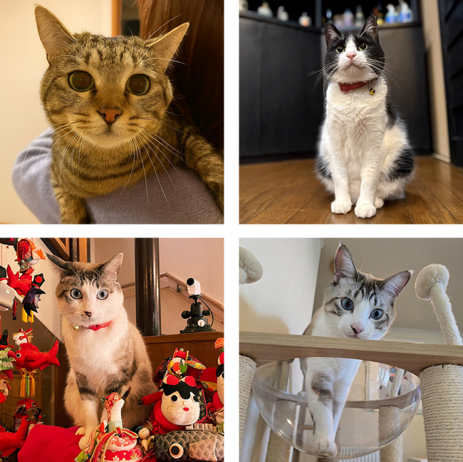 「楽天トラベル」、猫の日に合わせて宿の看板猫ランキングを発表