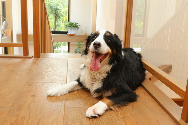大型犬の室内飼育、月の費用は「1万~3万円未満」が約8割|飼い主200人調査【コノコトトモニ】