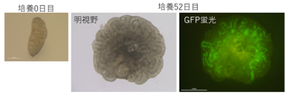 【横浜市立大学】胎仔精巣からの体外精子形成に成功