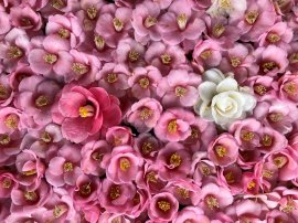 椿 椿