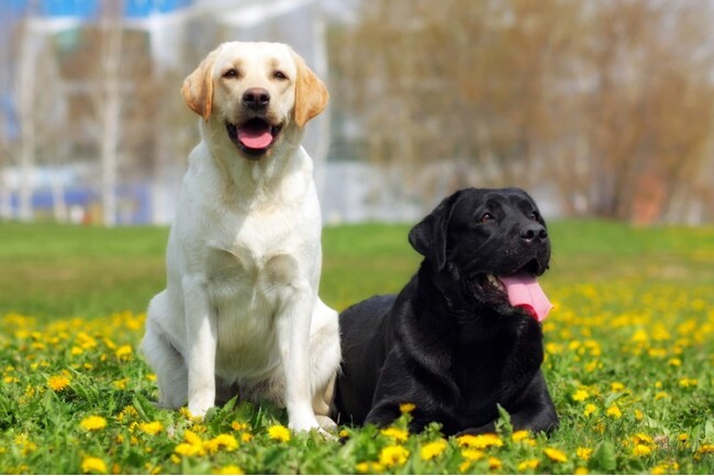 奥日光・愛犬と泊まれる温泉旅館が【大型＆超大型犬】受け入れ開始お得な記念プランも販売｜2026年4月1日～