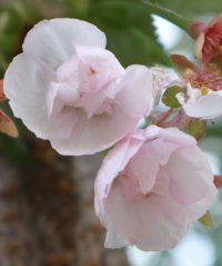 桜を通じて福島・東北等を応援する「さくらプロジェクト」福島で育てた桜「はるか」を岩手県陸前高田市へ寄贈