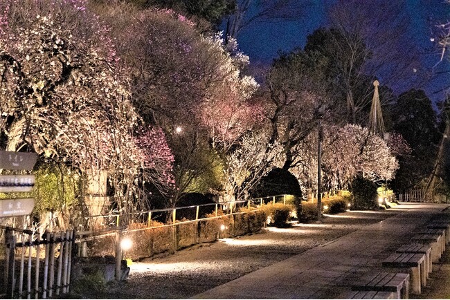 【東京・大田区】~池上梅園で春の香りを楽しみませんか~期間限定でライトアップします!