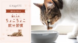 猫と人の「ちょこちょこ飲み習慣」 猫と人の「ちょこちょこ飲み習慣」