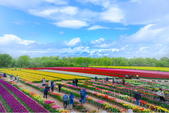 新潟県胎内市で、過去最長17日間開催「胎内市チューリップフェスティバル2026」