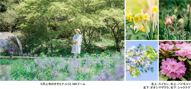 ROKKO森の音ミュージアム SIKIガーデン Spring Season“Waltz” スイセン、オオヒナユリなど春の花々とアート、音楽が調和したフェアを開催