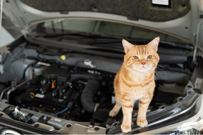 ボンネットの中にニャンと!猫がクルマに入り込むトラブル、11月の1カ月で83件