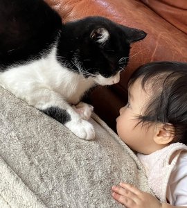 ネコと子ども(イメージ画像)