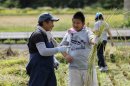 稲刈り 稲刈り