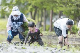 昔ながらの“手植え”に挑戦 昔ながらの“手植え”に挑戦