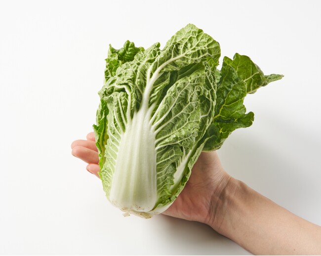 【水不足で畑がピンチ】雨が降らないため白菜が規格外にOisixで「まいてない白菜」として商品化し販売開始（2/19～）