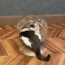 くつろぐ猫ちゃん(2)