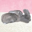 たち耳ちゃん使用イメージ