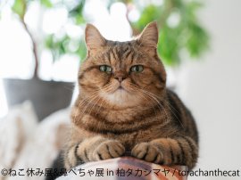 ねこ休み展 展示作品:torachanthecat ねこ休み展 展示作品:torachanthecat