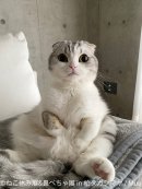 ねこ休み展 展示作品:Muu ねこ休み展 展示作品:Muu