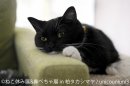 ねこ休み展 展示作品:unicouniuni3 ねこ休み展 展示作品:unicouniuni3