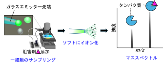【横浜市立大学】細胞内で形成されたタンパク質―薬物複合体の細胞ネイティブ質量分析に成功