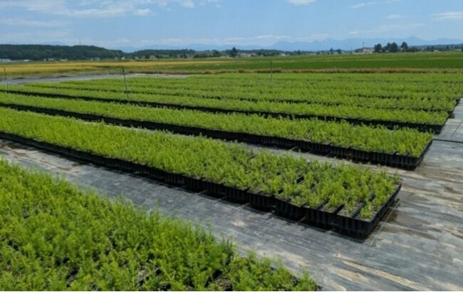 三井不動産グループの“終わらない森”創り×日本製紙グループの苗木生産技術　“CO2を貯め込む木”クリーンラーチ苗を、北海道のグループ保有林へ植林