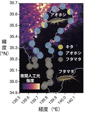 都市夜間光が沿岸生態系に与える影響―東京湾のフナムシは都市に適応している?―