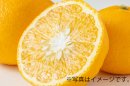甘夏詰め放題(3/15(日)のみ)