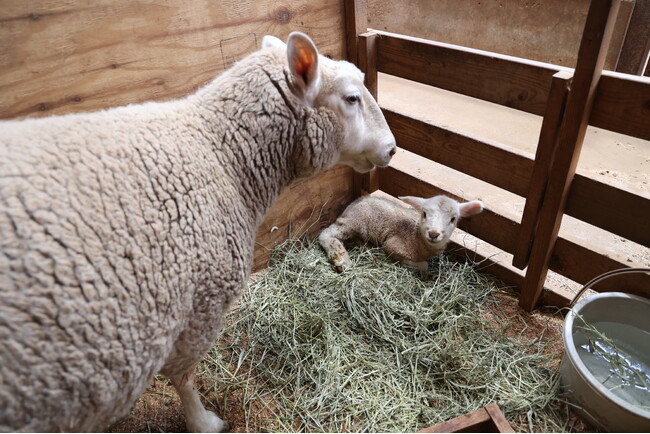 【動物の赤ちゃんニュース】マザー牧場で赤ちゃん羊 第1号が誕生しました!