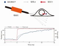 【横浜市立大学】1/1000秒で制御可能な高速磁気ピンセットを開発