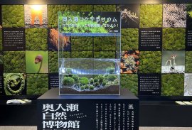 東京・御徒町に奥入瀬の森が出現――移動博物館を期間限定開催 東京・御徒町に奥入瀬の森が出現――移動博物館を期間限定開催