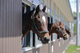 にいかっぷホロシリ乗馬クラブ」にて、可愛らしい馬たちに人参をあげる「馬ににんじんほっこり体験」 にいかっぷホロシリ乗馬クラブ」にて、可愛らしい馬たちに人参をあげる「馬ににんじんほっこり体験」
