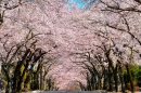 伊豆高原桜並木
