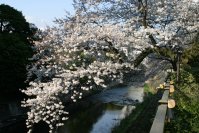 伊東市のソメイヨシノが見頃へ 市内3カ所の桜名所を紹介