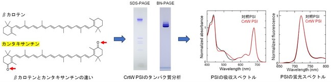 β-カロテンをカンタキサンチンに置換しても光化学系Iは構造と機能を維持する