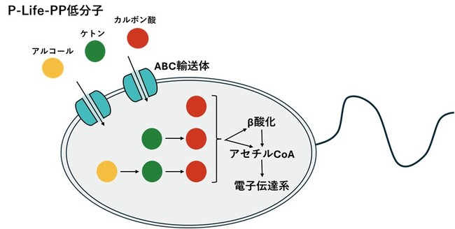 生分解性を付与するプラスチック添加剤P-Lifeに適した分解菌のゲノム解析と遺伝子発現解析を実施！