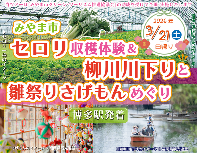《日帰りツアー》みやま市セロリ収穫体験&柳川川下りと雛祭りさげもんめぐり