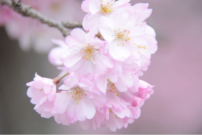 1kmに1,500本と京都丹波随一の規模！桜のトンネルが織りなす昼夜の絶景も！京都府亀岡市で3月28日から「2026亀岡さくらウィーク」を開催