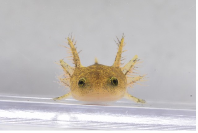 琵琶湖博物館で初めて希少種・ヤマトサンショウウオが産卵しました