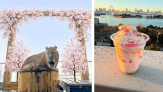 「春の動物お花見フェス開催！」　次世代都市型ふれあい動物園「Animeal(アニミル)」にて季節限定の体験型イベントを実施します！