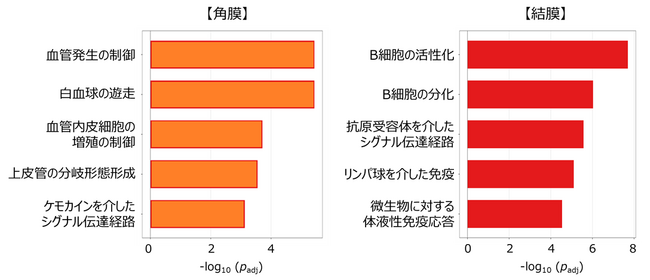 加齢に伴う角膜・結膜の炎症にコンドロイチン硫酸が関与することを解明