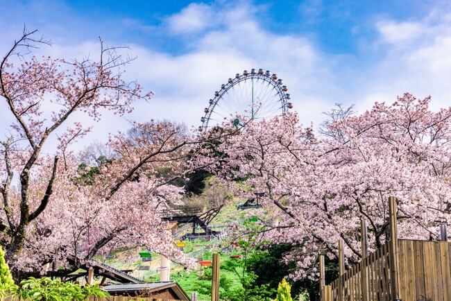 関東有数 2,500本の桜が咲き誇る「さがみ湖桜まつり」3/20(金・祝)～4/19(日)開催
