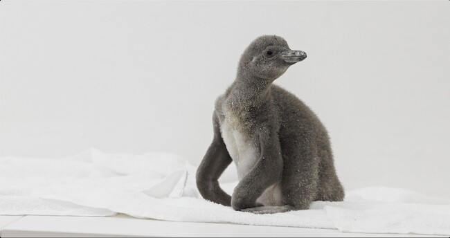 【DMMかりゆし水族館】フンボルトペンギンの赤ちゃん「いちご」が待望のデビュー!