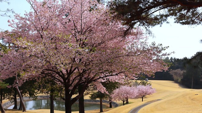 埼玉県の4ゴルフ場で春を満喫 プレー前後に”桜を感じる”春のラウンド体験