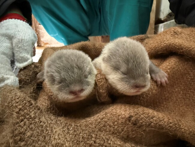 【南知多ビーチランド】コツメカワウソの赤ちゃんが生まれました<愛知>