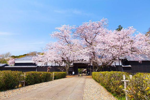 【千葉県柏市】旧吉田家住宅歴史公園 SakuraWeekを開催