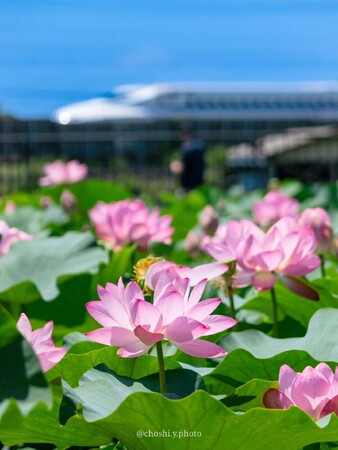 「#かな花フォトコンテスト2025」入賞作品が決定しました！