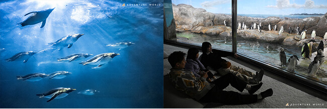 ２５０羽のペンギンとともに体験を生み出す世界初の共創型インタラクティブアート　「ペンギンワールドラウンジ」誕生　音楽・香り・映像　デジタルアートがつなぐ、ペンギンのリズムと共鳴する空間