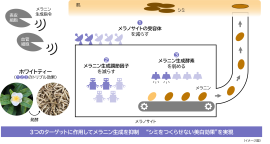研究成果の概要 研究成果の概要