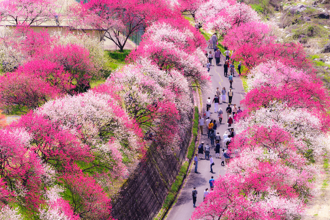長野県阿智村 日本一の桃源郷 花桃まつり 2026年4月15日(水)から開催