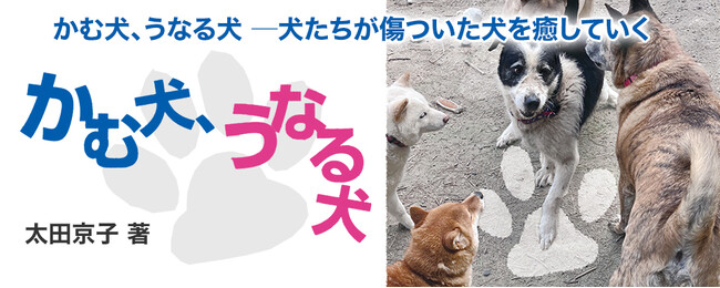 【新刊情報】「坂上どうぶつ王国」のテレビ番組でも話題に！ スタッフは犬？ 保護施設「わんずふりー」を取材した命を考える感動のノンフィクション『かむ犬、うなる犬─犬たちが傷ついた犬を癒していく』発売。