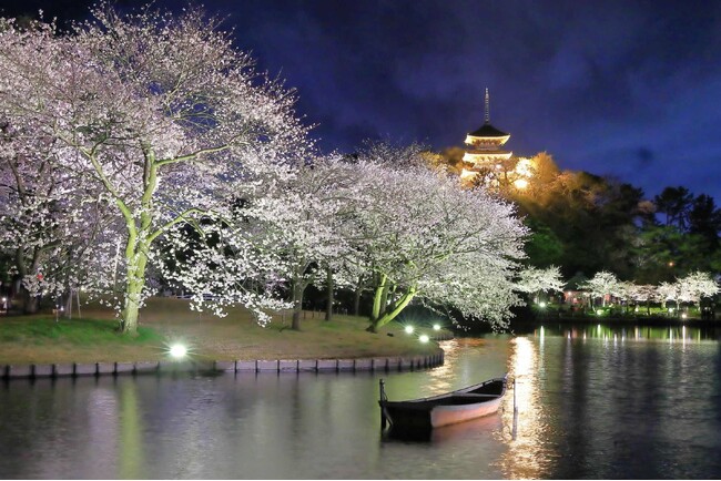 横浜・三溪園 「桜ライトアップ」開催