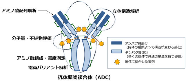 抗体医薬の品質評価をワンストップで支援